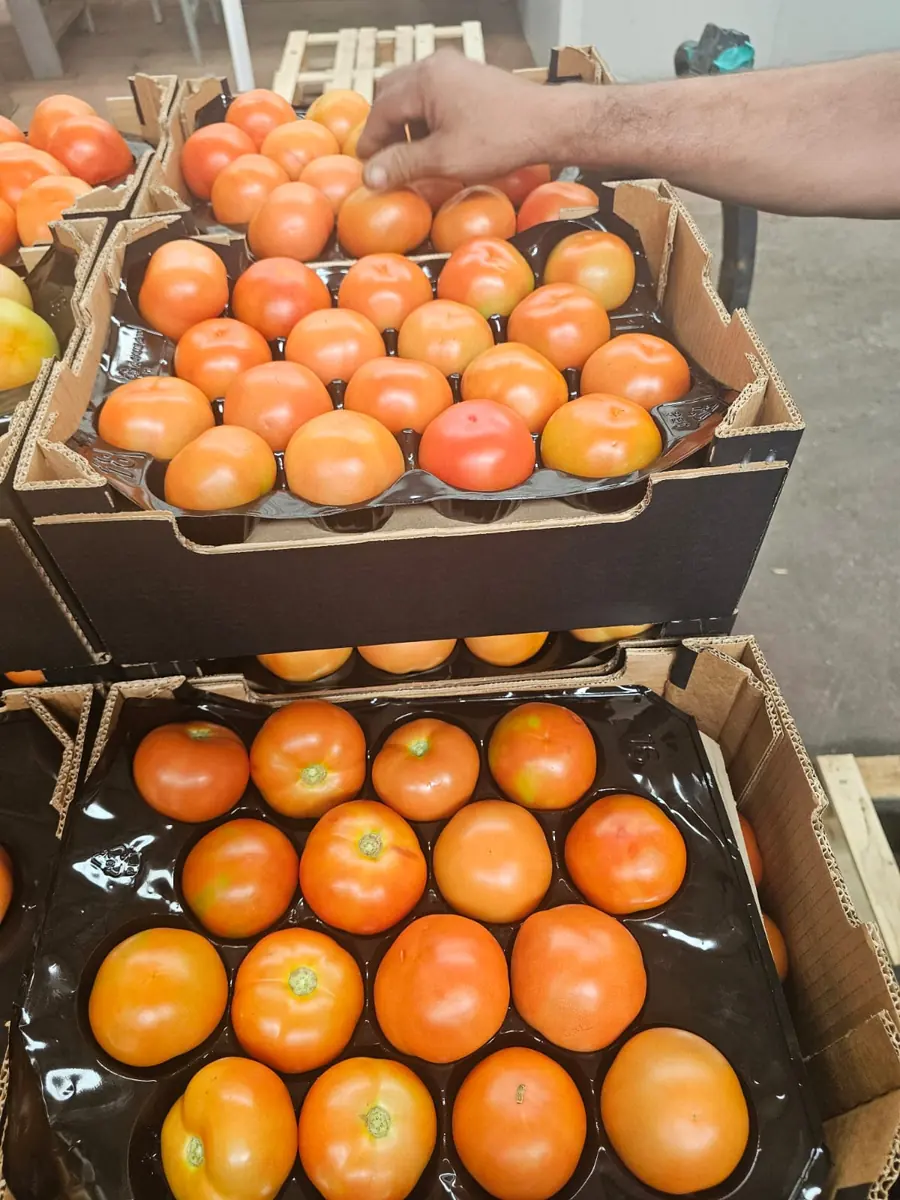 Contrôle qualité manuel des tomates en plateaux alvéolés en station, Maroc