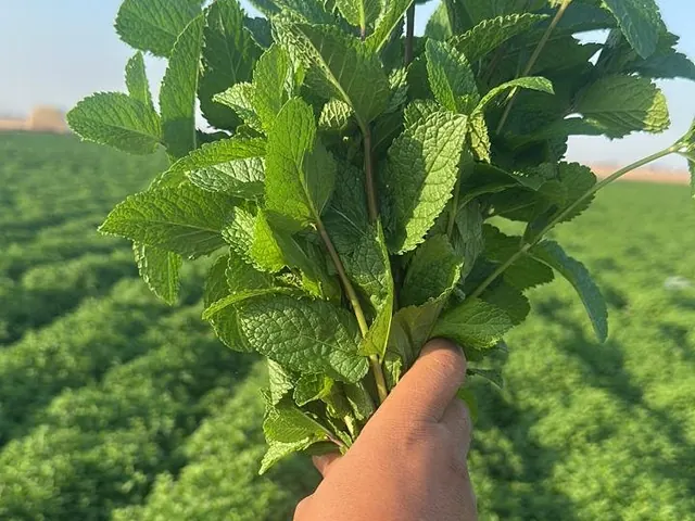 Botte de menthe fraîche récoltée dans un champ au Maroc