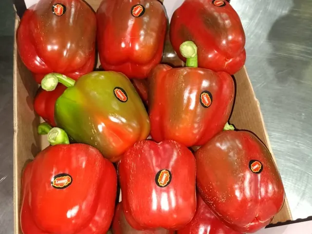 Poivrons rouges et verts du Maroc en carton export