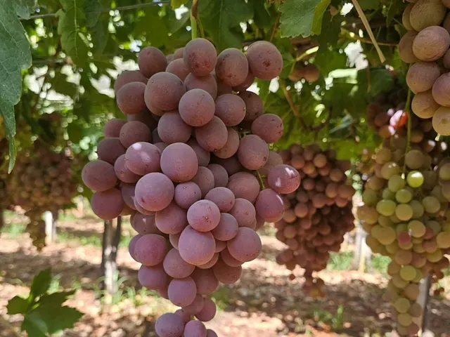 Grappes de raisin de table Red Globe sur la vigne au Maroc