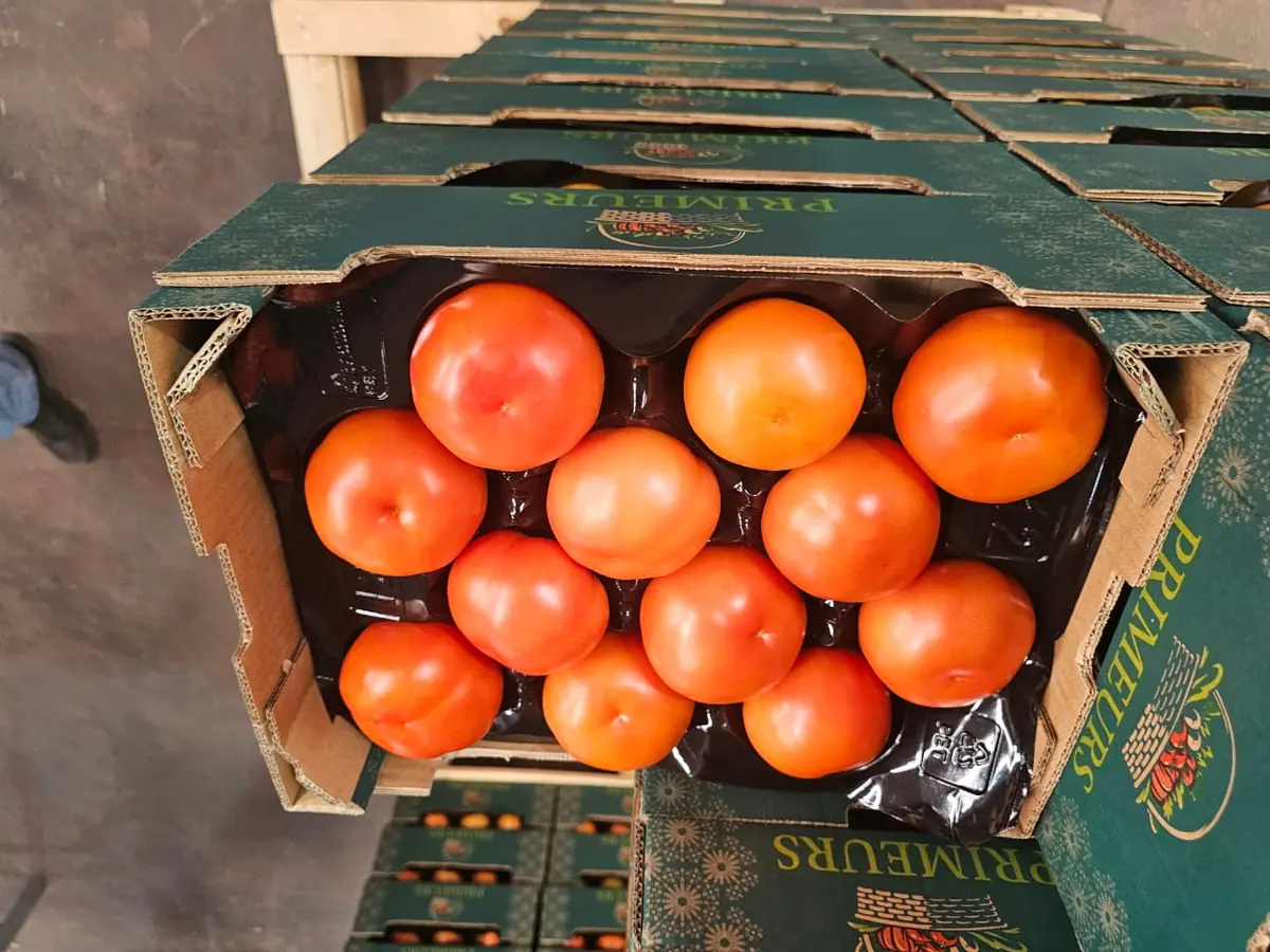Tomates rondes rouges en plateau alvéolé dans un carton export