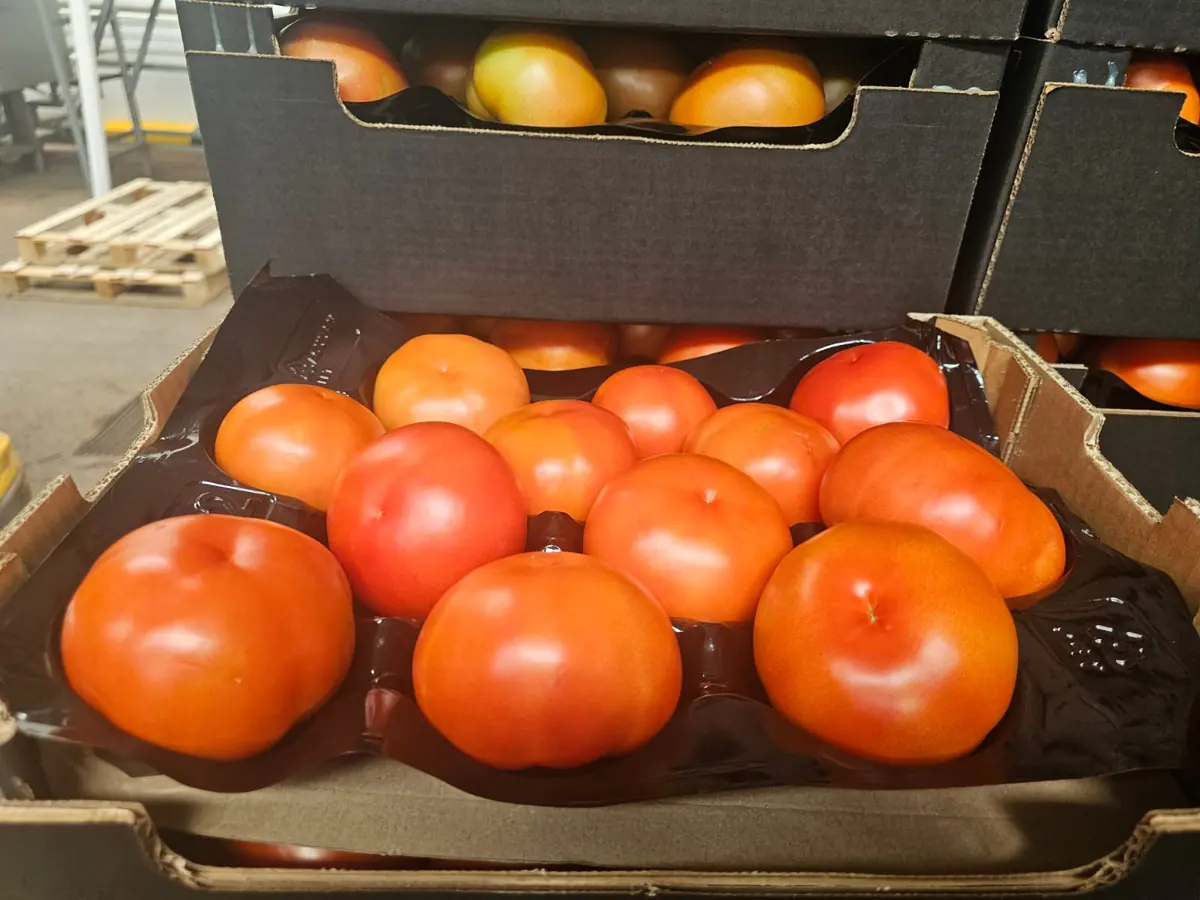 Tomates rouges rangées en plateau alvéolé dans un carton export