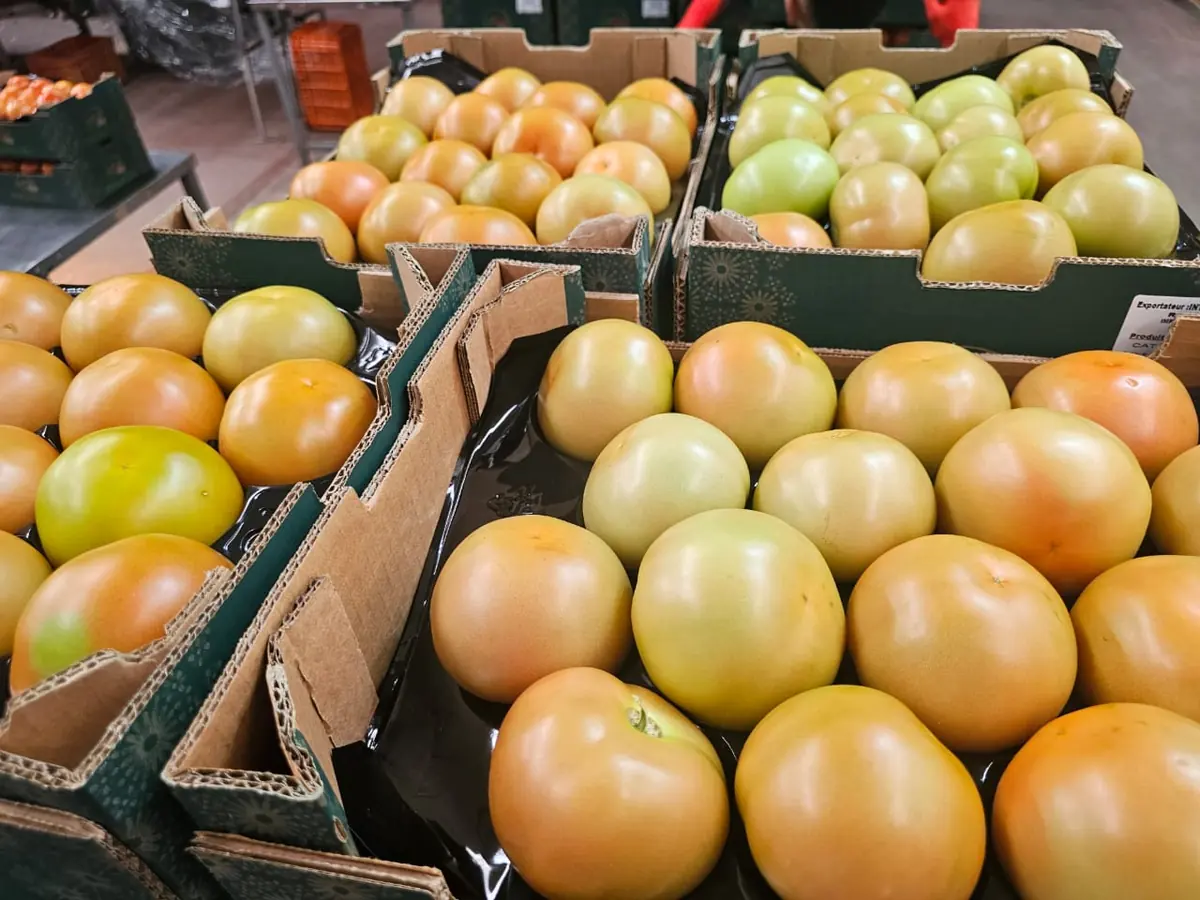Plateaux de tomates à différents stades de coloration, du tournant à l'orangé